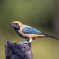 Burnished-buff Tanager